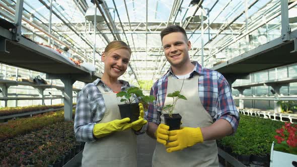 Happy Man and Woman Holding Organic Strawberry Seedlings, Greenhouse Farming