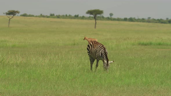 Zebra grazing in the savannah alt