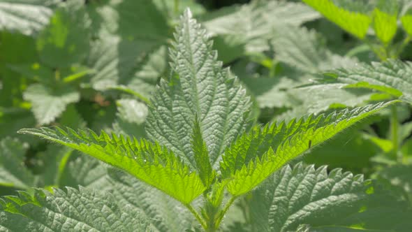 Common nettle plant  natural 4K 2160p UHD panning footage - Urtica dioica stinging nettle outdoor 4K alt
