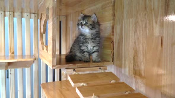 Cute Persian Playing On Cat Tower alt