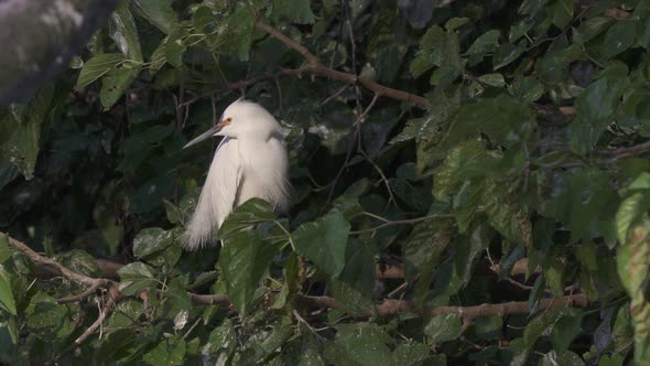 Snowy egret on tree branch puffs its white feathers among green leaves alt
