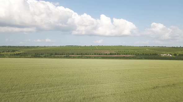 Drone Flight Aerial View of Natural Golden Wheat Field alt