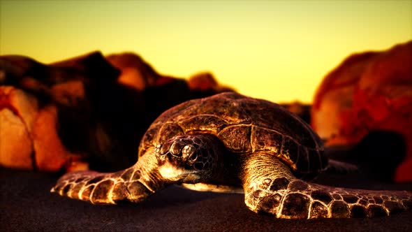 Sea Turtle at Beach Sand alt