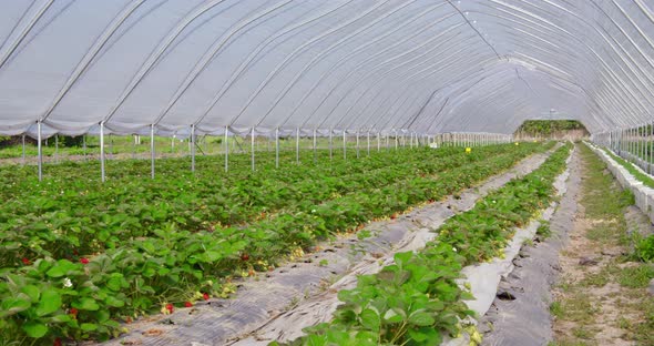 Green Bushes with Strawberries Growing at Greenhouse alt