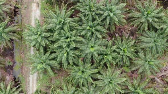 The Beaches at the most southern part of Borneo Island alt