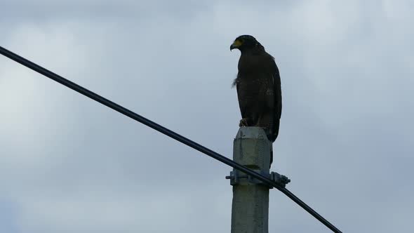 Eagle at a electricity pole alt