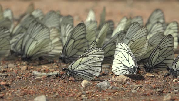 Large Flock of Aporia Crataegi Butterflies and Black-Veined White Butterfly on Ground Surface alt