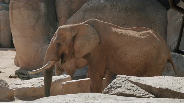 African elephant eating in the zoo