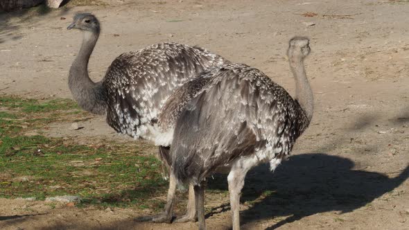 Two ostriches standing (Struthio camelus) brown feathers