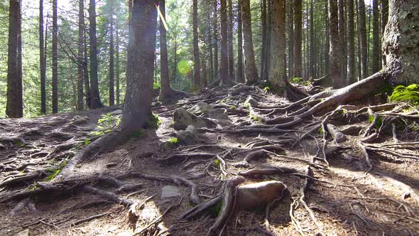 Tree Roots in a Magic Pine Forest alt