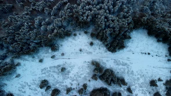 Flying Above Frozen Pine Forest in Winter