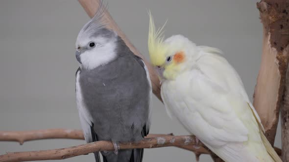 Pair Of Cockatiel (Nymphicus Hollandicus) Resting On A Branch At The Zoo Park. Close Up Shot alt