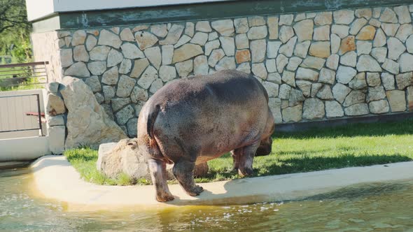 Hippopotamus Defecates on the Shore Near a Pond alt