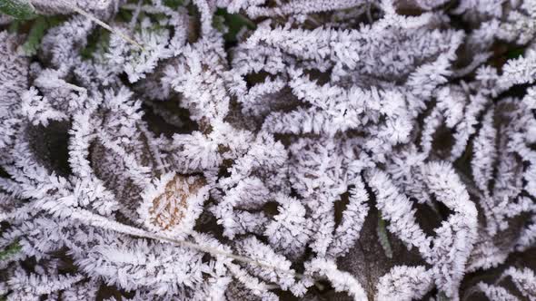 Leaves of plants covered with frost