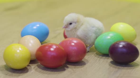Little Chicken and Easter Eggs on Wooden Background. Fluffy Chick. Little Bird alt
