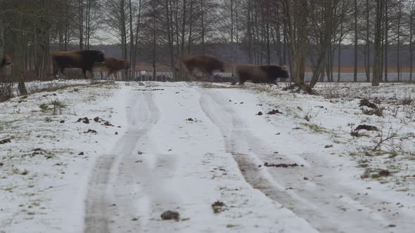 Group of wild bison's and some wild horses (Konik Polski) crossing snow covered road in cloudy winte alt