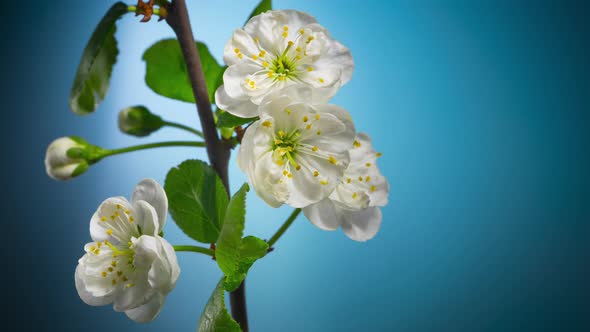 Plum Tree Branch with Blooming Flowers Time Lapse