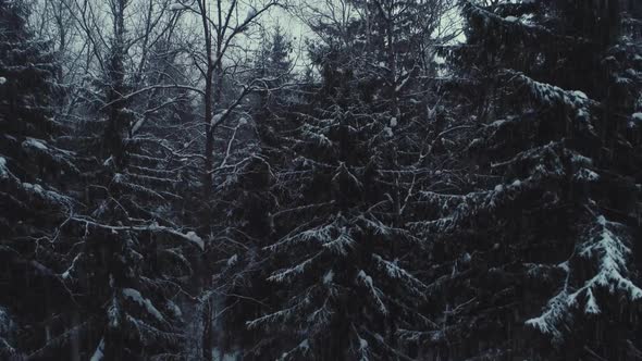 Aerial Flyover Frozen Snowy Spruce Forest alt