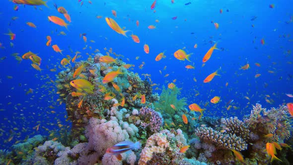 Underwater Sea World Life, Stock Footage | VideoHive