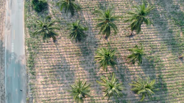 Tropical Green Palm Tree Fresh Forest and Rural Field alt