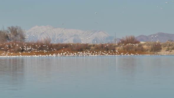 Hundreds or thousands of snow gease take off from a mountain lake on their migration north at spring alt