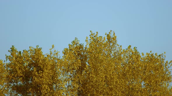 Fall. Wind Blows Through the Yellow Leaves of the Autumn Tree Crown. End of Summer Concept alt