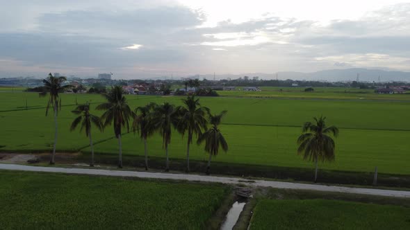 Aerial fly over from coconut tree alt