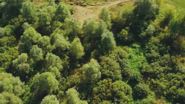Belarus. Flock Of Ducks Birds Flying Above Sozh River. Aerial View Landscape In Sunny Summer Day alt