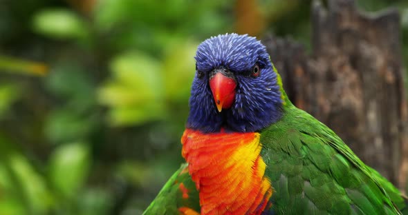 Rainbow Lorikeet, trichoglossus haematodus moluccanus, Adult standing on Branch, Real Time 4K alt