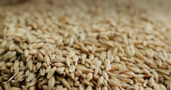 Selected Barley  Ingredient for Brewing and Other Alcoholic Beverages alt