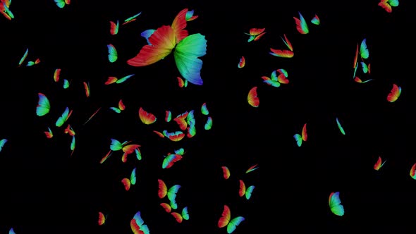 Butterfly Rainbow In Full Screen