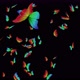 Butterfly Rainbow In Full Screen - VideoHive Item for Sale