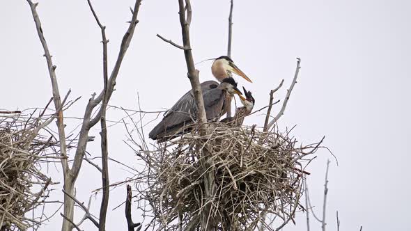 Adult Great Blue Heron feeding its chicks in a nest alt