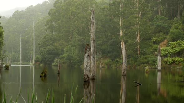 Beautiful Lake Elizabeth located in the Otway Ranges Rain Forest National Park, Victoria Australia. alt