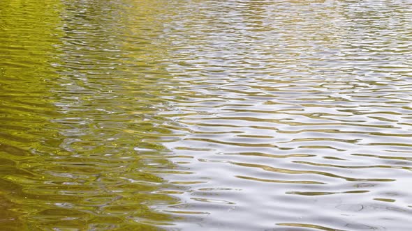 Small Ripples on the Surface of the Lake with a Reflection of White Clouds and Green Trees