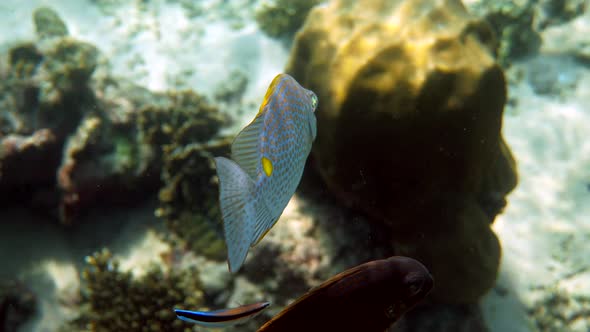 Underwater Photo of Golden Rabbitfish Siganus Guttatus School in Coral Reef alt