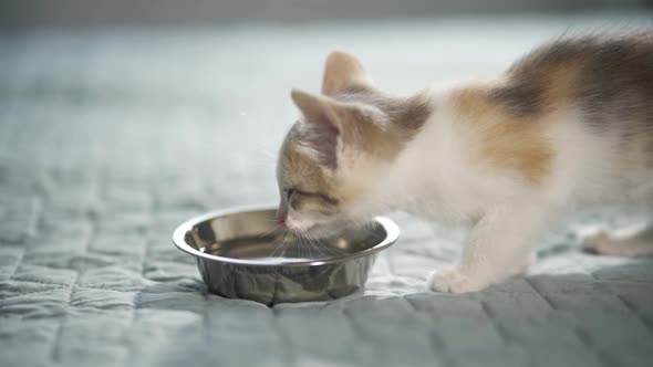 Close Up Striped Kitten Eats Fresh Canned Cat Food for Small Kittens at Home