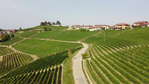 Vineyard Agriculture Wine Production in Barbaresco, Langhe Monferrato, Piedmont alt