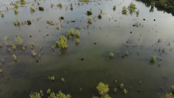 Young green plant and mangrove alt