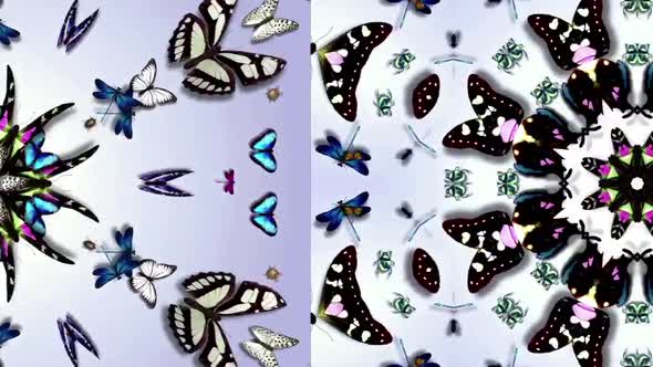 Butterfly Effect Kaleida II