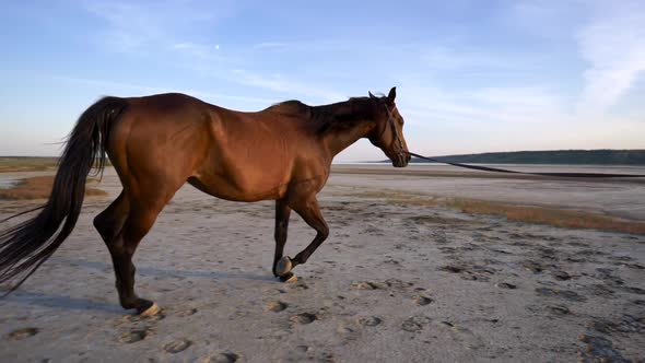 Horse Running Happily and Freely in a Plain During Sunset. Slow Motion Shot alt