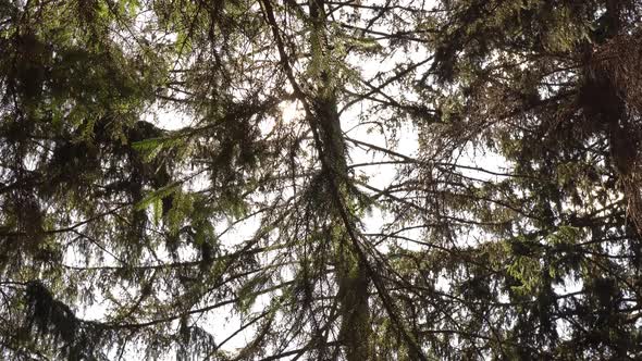 Sun Ray In The Leaves Of The Trees 3 alt