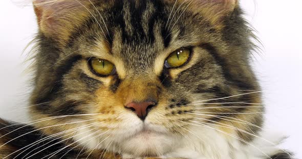 Brown Tortie Blotched Tabby and White Maine Coon Domestic Cat, Close up of the head of Female alt