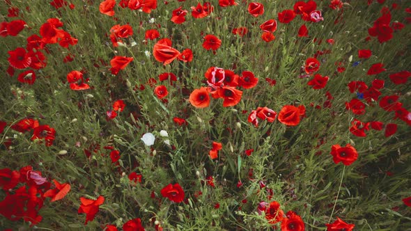 Poppies and Wildflowers in the Green Grass