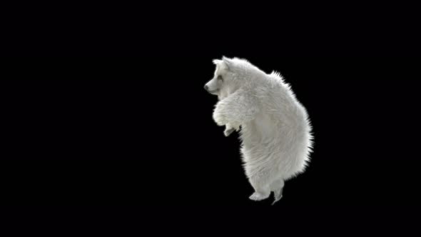133 White Bear Dancing 4K alt