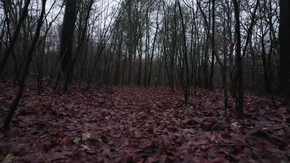 Drone in brushwood, gloomy day, Sweden alt