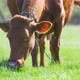 Milk Cow Grazing on Green Farm Pasture on Summer Day - VideoHive Item for Sale