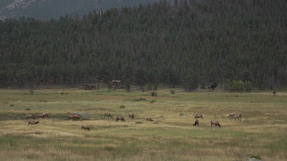 Heard of elk in field alt