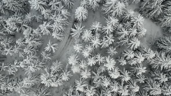 Flight Above a Frozen Forest and Spruce Trees Covered with Snow in Winter alt