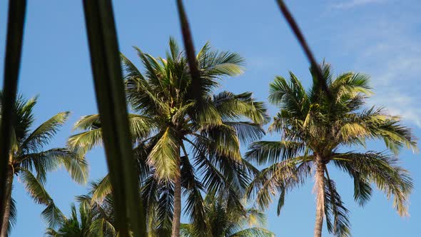 Majestic palm trees against blue sky in sunny day. Dolly left, low angle alt